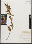 Foto von Salix triandra L.